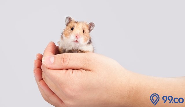 cara menjinakkan hamster