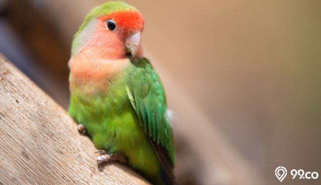 ciri lovebird hamil