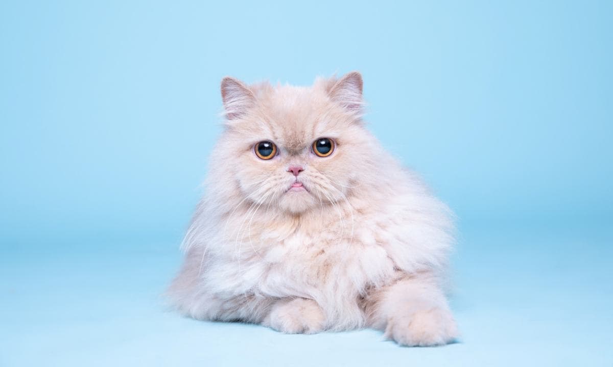 harga kucing persia