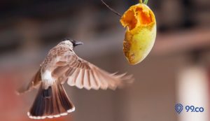 5 Makanan Burung Kutilang biar Gacor. Kicau Jadi Lebih Merdu!