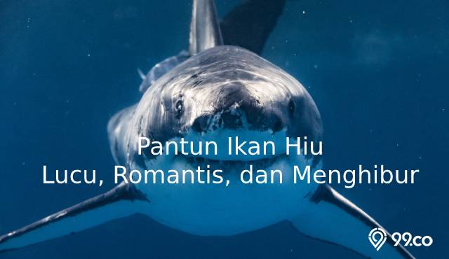 pantun ikan hiu lucu