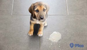 6 Penyebab Anjing Muntah dan Cara Mengatasinya yang Benar. Penting Banget!
