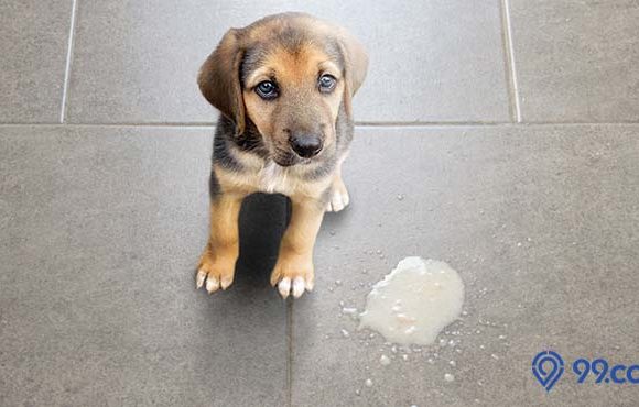 penyebab anjing peliharaan muntah dan cara mengatasinya