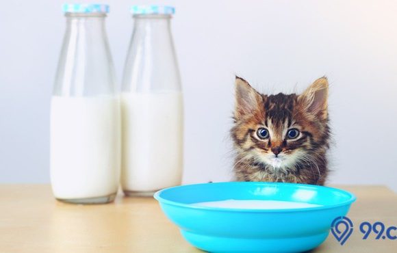 susu kucing bayi
