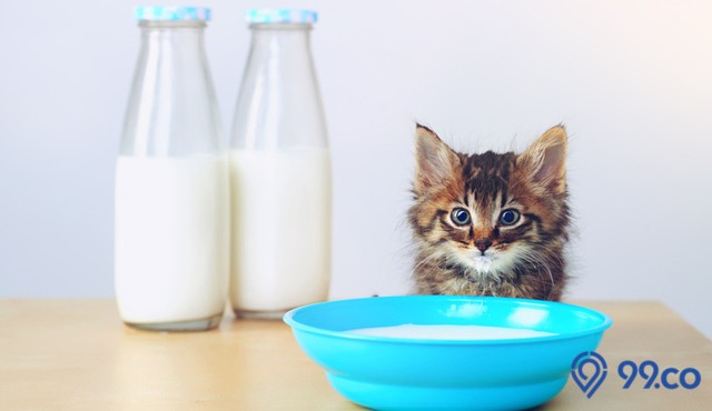 susu kucing bayi