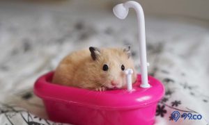 cara memandikan hamster peliharaan
