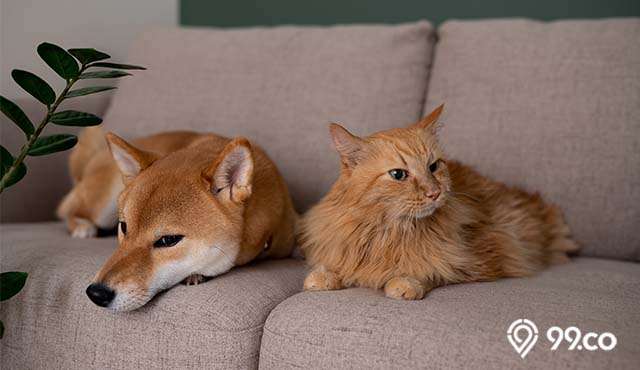 cara menghilangkan bau anjing dan kucing