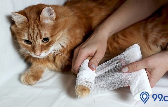 cara mengobati kucing yang pincang