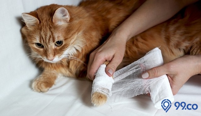 8 Cara Mengobati Kaki Kucing yang Pincang agar Cepat Sembuh. Tak Boleh Sembarangan!