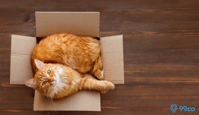hukum jual beli kucing