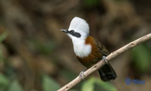 11 Jenis Burung Poksay di Indonesia dan Dunia. Mana yang Paling Menarik?