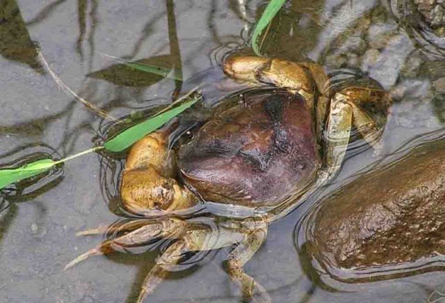 yuyu kepiting