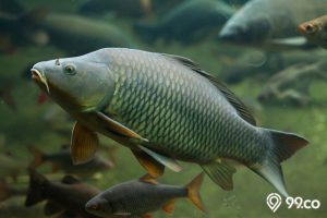 10 Makanan Ikan Mas Peliharaan agar Cepat Besar. Makin Cepat Panen!