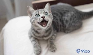 13 Tanda Kucing Bahagia Hidup Bersama dengan Pemiliknya. Si Manis-mu seperti Ini?