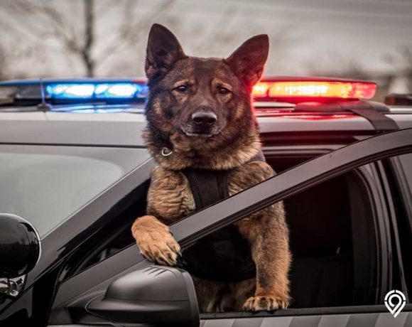 anjing polisi