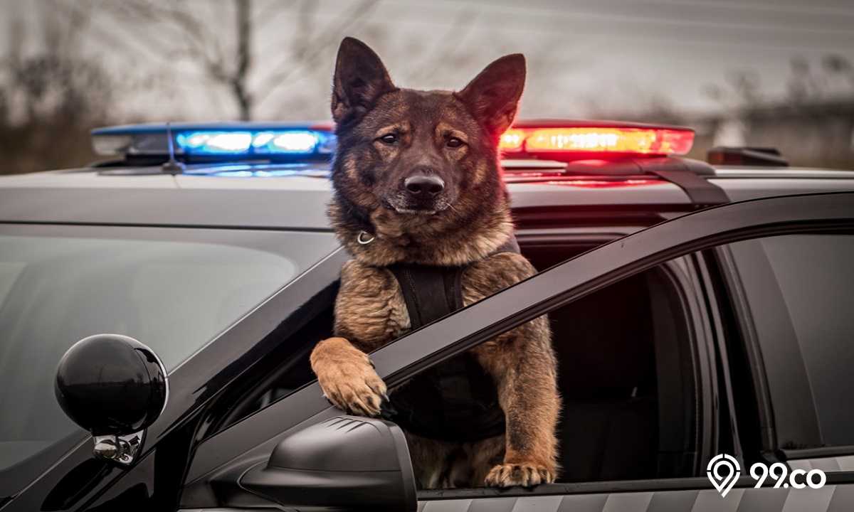 anjing polisi