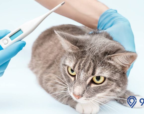 cara mengobati kucing demam