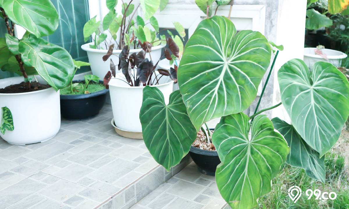 6 Cara Merawat Alocasia di Rumah. Tanaman Hias jadi Tumbuh Subur!