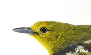 Cara Merawat Burung Sirtu (Cipoh) agar Cepat Gacor. Dijamin Rajin Bunyi!