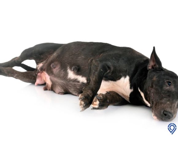 Ini 7 Ciri Ciri Anjing Mau Melahirkan yang Harus Diketahui. Apa Saja?