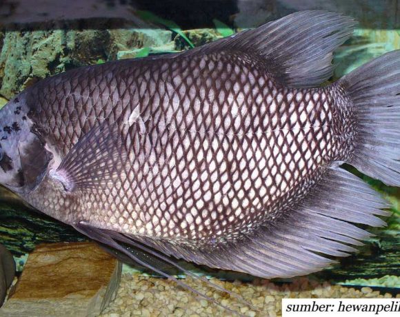 makanan ikan gurame