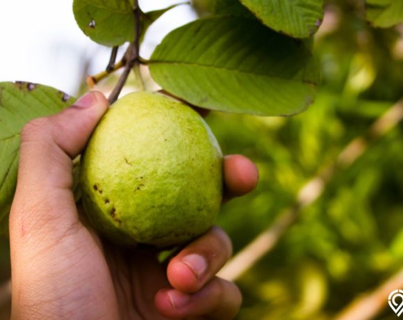 mimpi memetik buah jambu