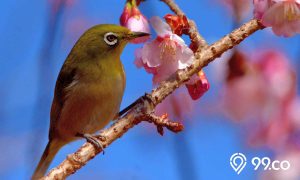 5 Perbedaan Burung Pleci Jantan dan Betina. Apa Saja, ya?