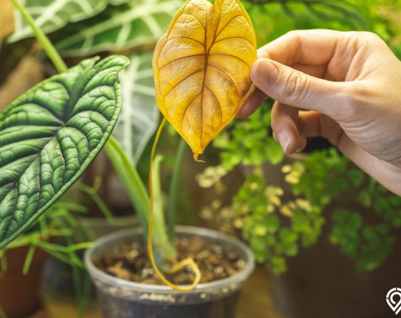 cara merawat alocasia
