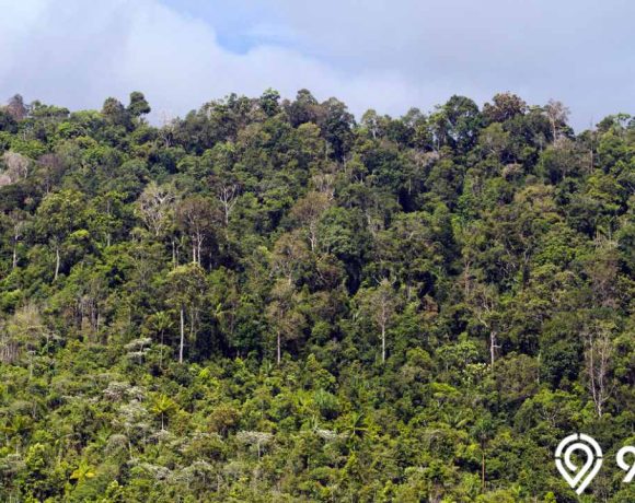 Daerah Penghasil Hutan terbesar di Indonesia