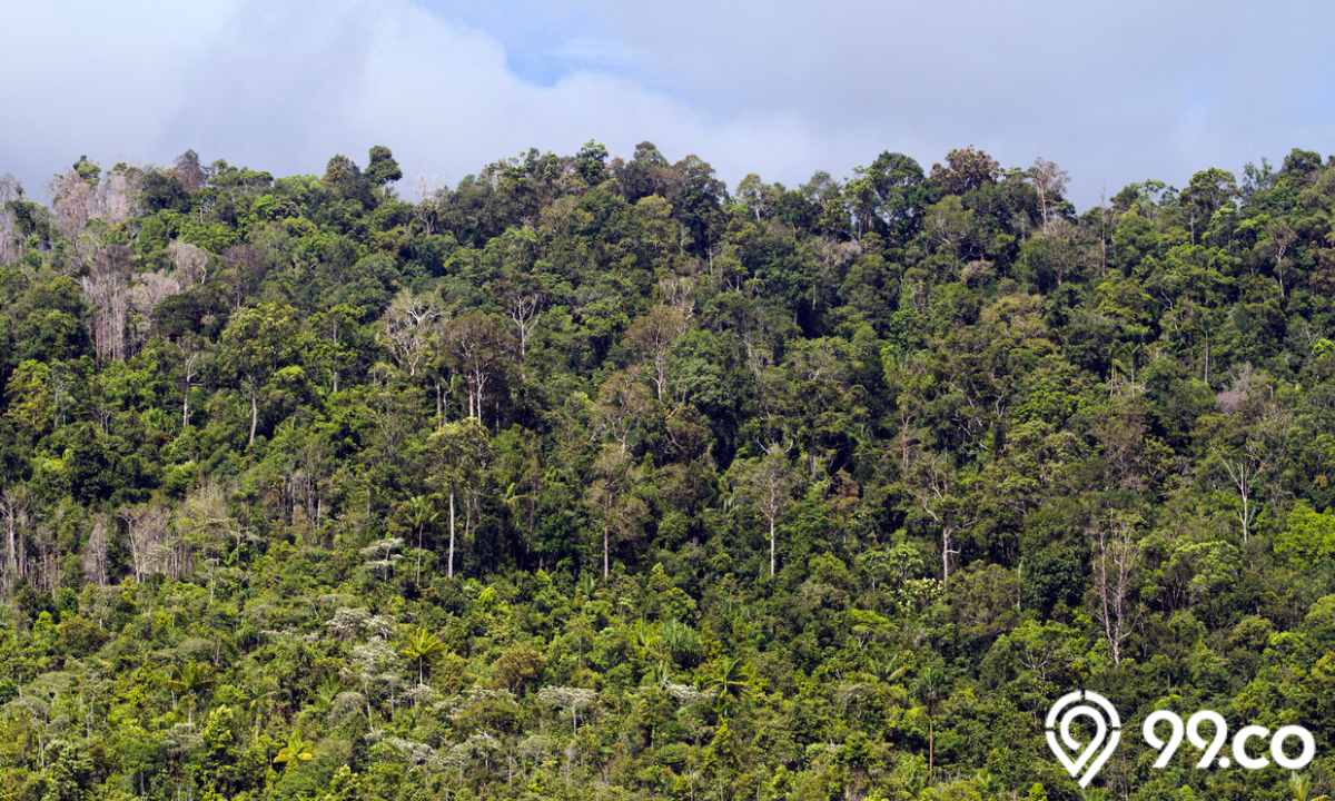 4 Daerah Penghasil Hutan di Indonesia. Kaya Sumber Daya Alam!