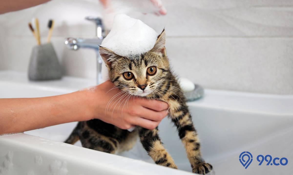 cara memandikan anak kucing