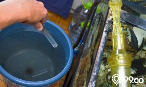 Cara Menjernihkan Air Aquarium agar Tidak Kotor dan Keruh