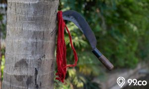 Harga Kayu Kelapa Berbagai Jenis dan Ukuran Terbaru