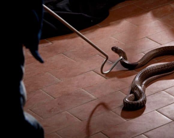 13 Arti Mimpi Membunuh Ular, Benarkah Jadi Pertanda Buruk?