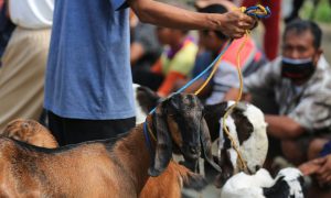 Contoh Proposal Idul Adha 1445 H untuk Segala Kebutuhan Terbaru 2024