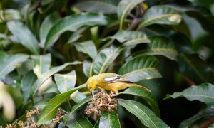 5 Rekomendasi Makanan Burung Sirtu biar Cepat Gacor. Dijamin Rajin Bunyi!