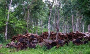 Ini 4 Daerah Penghasil Kayu Jati Terbesar di Indonesia