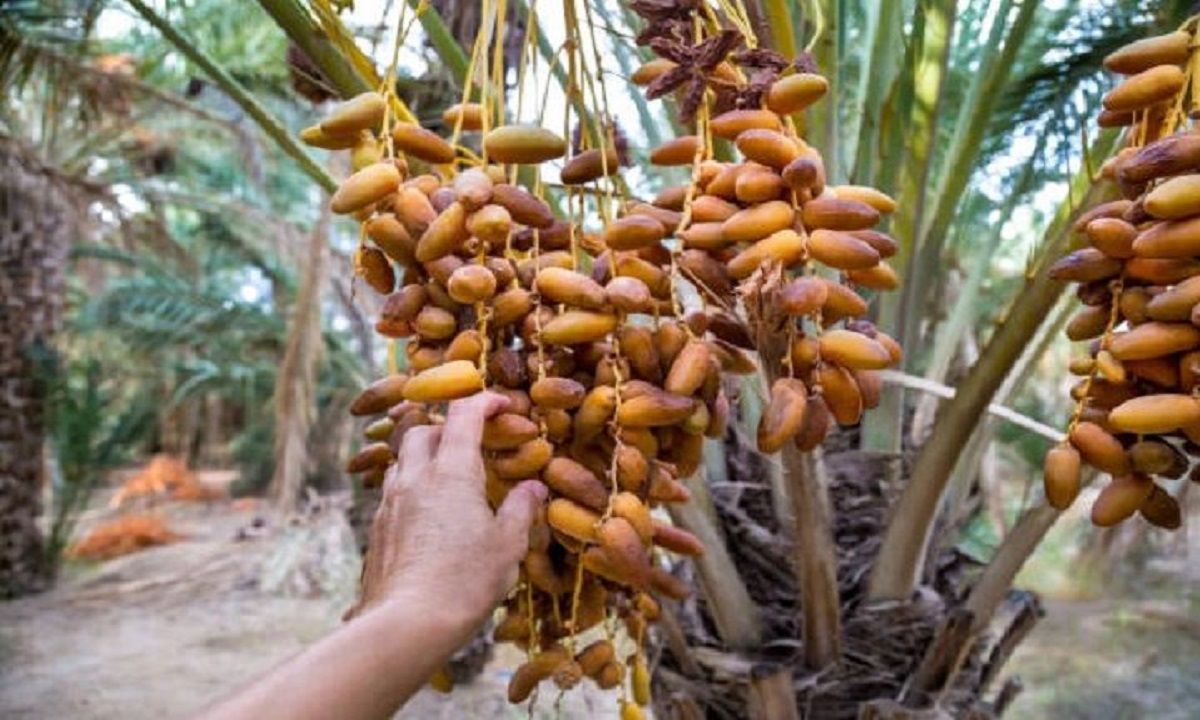 daerah hasilkan kurma di indonesia