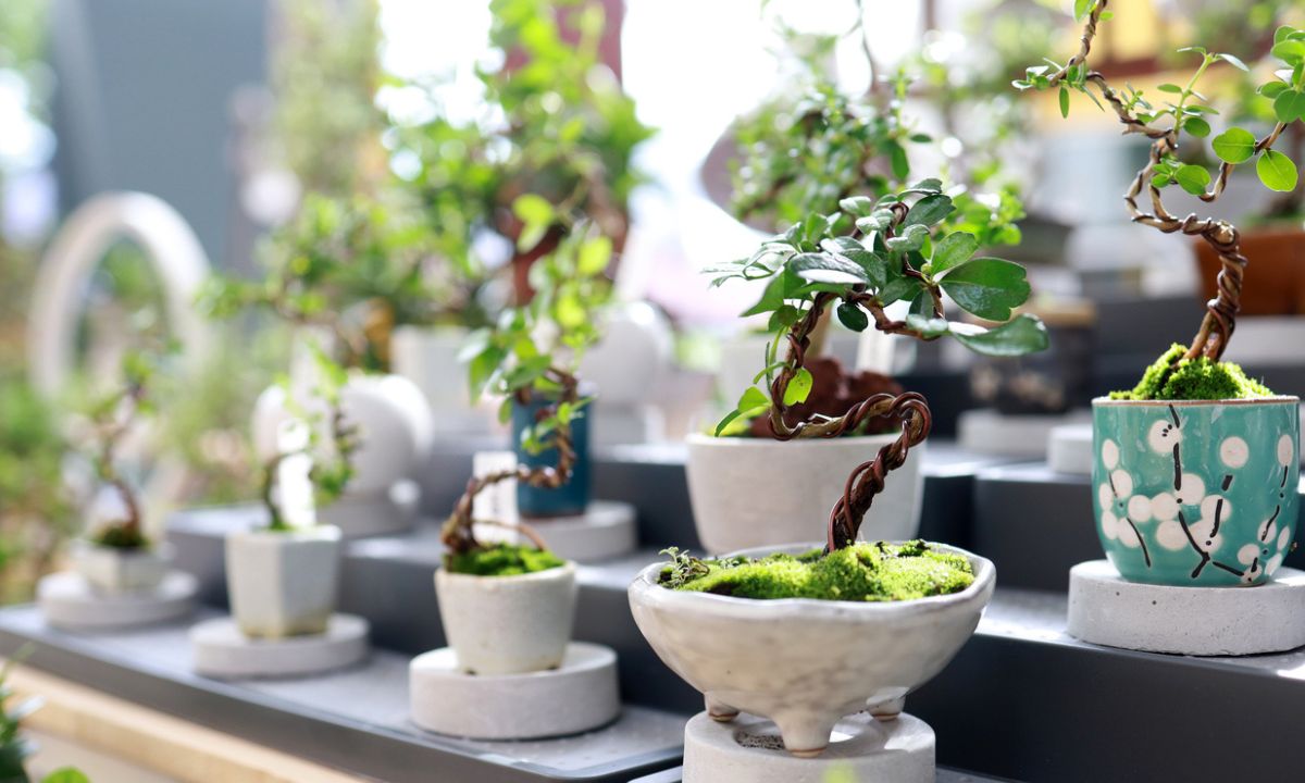 Daftar Harga Tanaman Bonsai Berbagai Jenis Terbaru