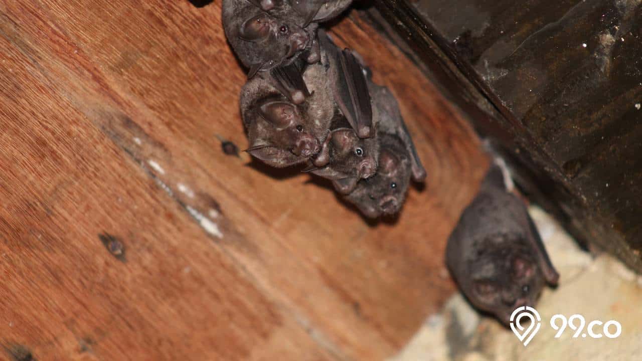 10 Mitos dan Arti Kelelawar Masuk Rumah yang Belum Banyak Orang Tahu. Pertanda Apa?