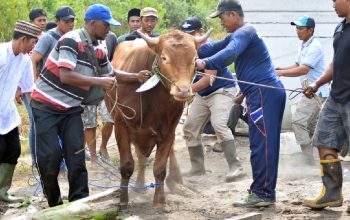 Doa Menyembelih Hewan Kurban sesuai Syariat Islam, Muslim Wajib Tahu!