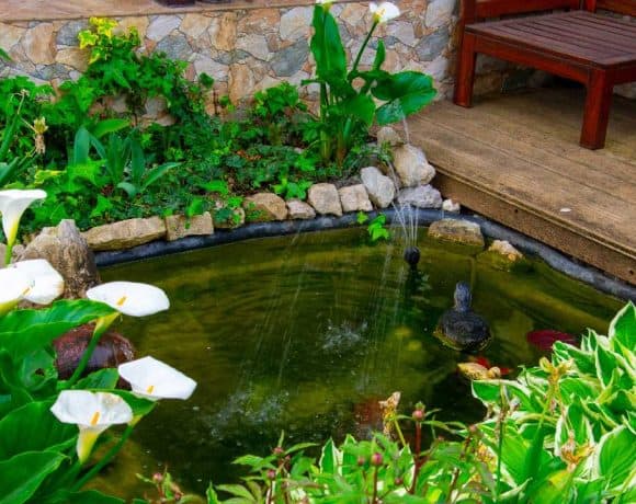 cara membuat kolam ikan sederhana