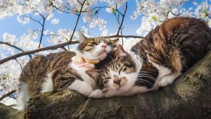 180 Nama Kucing Jepang dan Artinya yang Populer, Unik Banget!