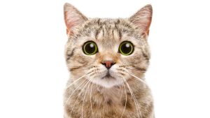 Daftar 330 Nama Kucing Lucu, Unik, dan Islami. Trend di 2024!