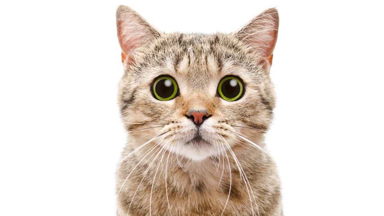 nama kucing