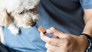 10 Rekomendasi Obat Cacing untuk Anjing Terbaik 2024, Dijamin Ampuh!