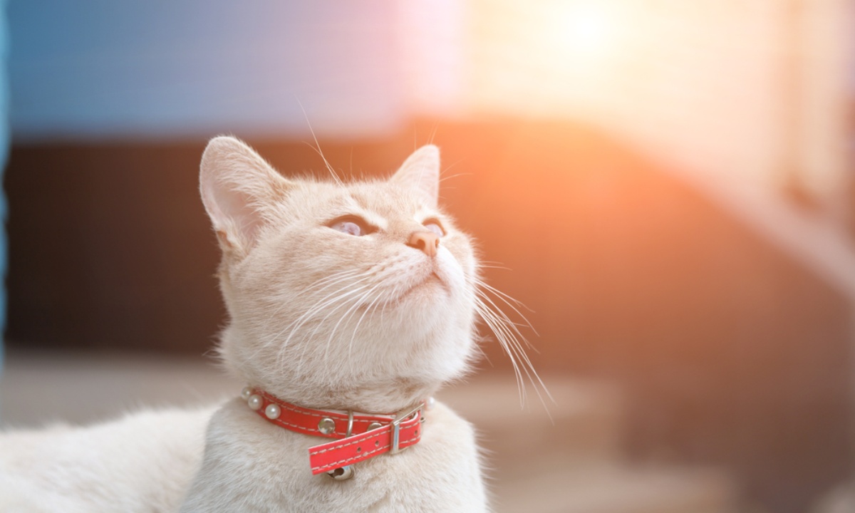 rekomendasi kalung kucing terbaik