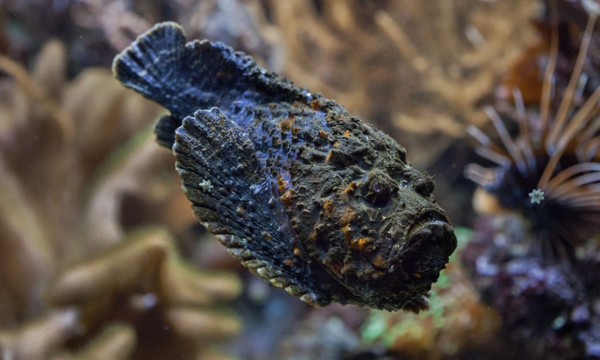 stonefish, salah satu jenis binatang berbisa di dunia