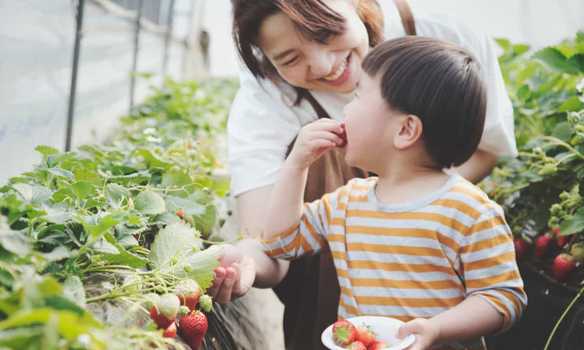 tempat wisata petik strawberry