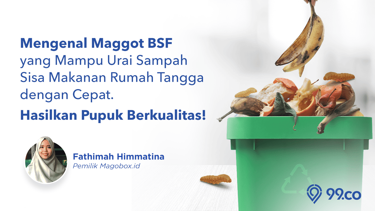 Maggot BSF, Solusi Ampuh Urai Sampah Organik Rumah Tangga yang Sangat Efektif!
